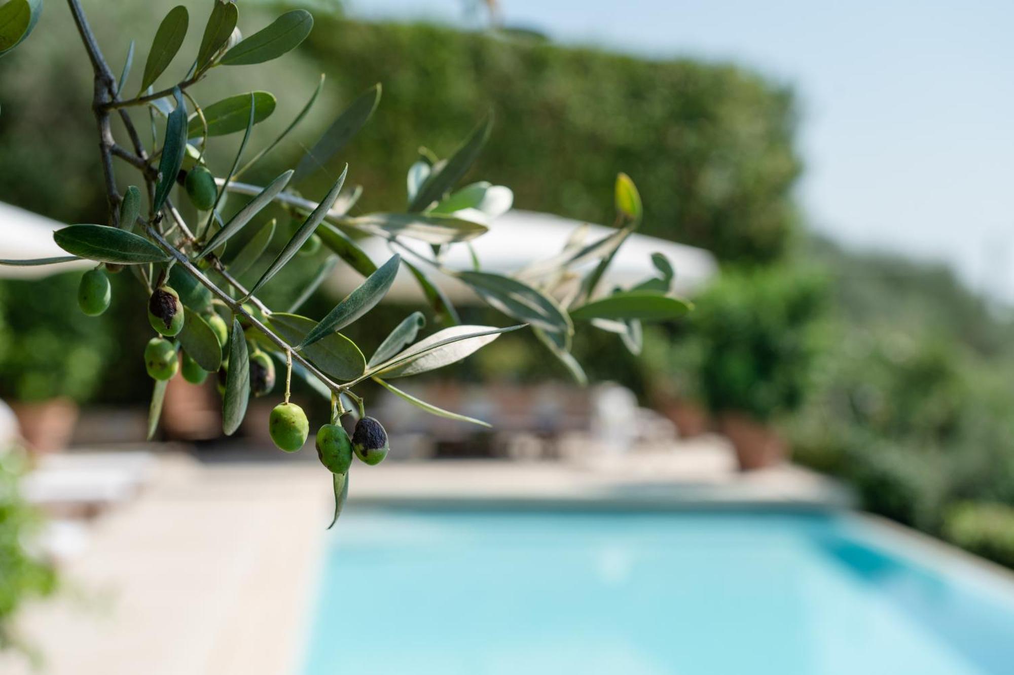 Villa Eden Forte Dei Marmi With Private Infinity Pool Санта-Лучия Экстерьер фото